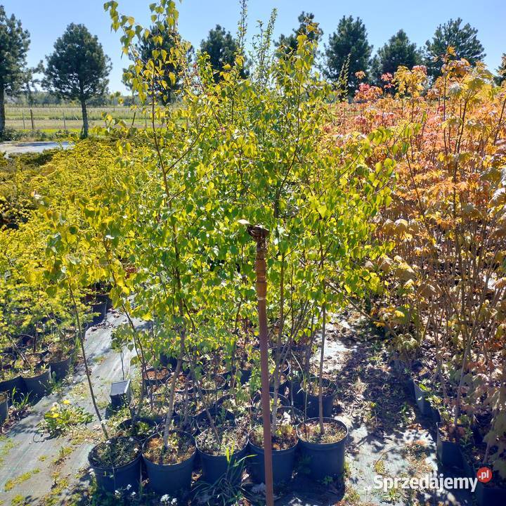 Wyprzedaż dużych roślin klon brzoza lipa grab Liściaste łódzkie