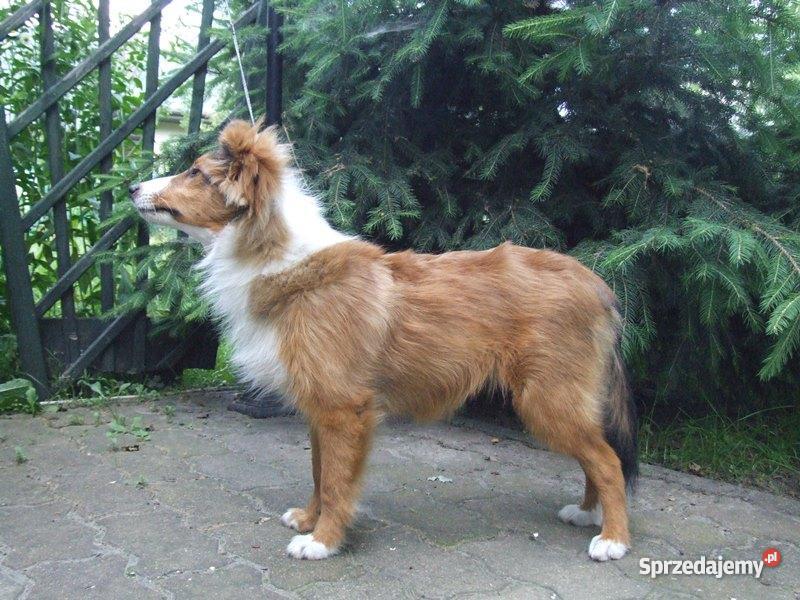 Owczarek Szetlandzki SHELTIE suczka Psy Stare Babice