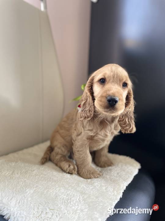 Cocker Spaniel szczeniak Kalisz