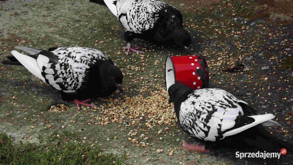 sprzedam gołębie podkarpackie Podborze