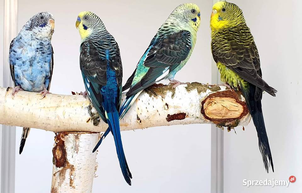 papużka falista blackwing czarnoskrzydła papugi śląskie Gliwice
