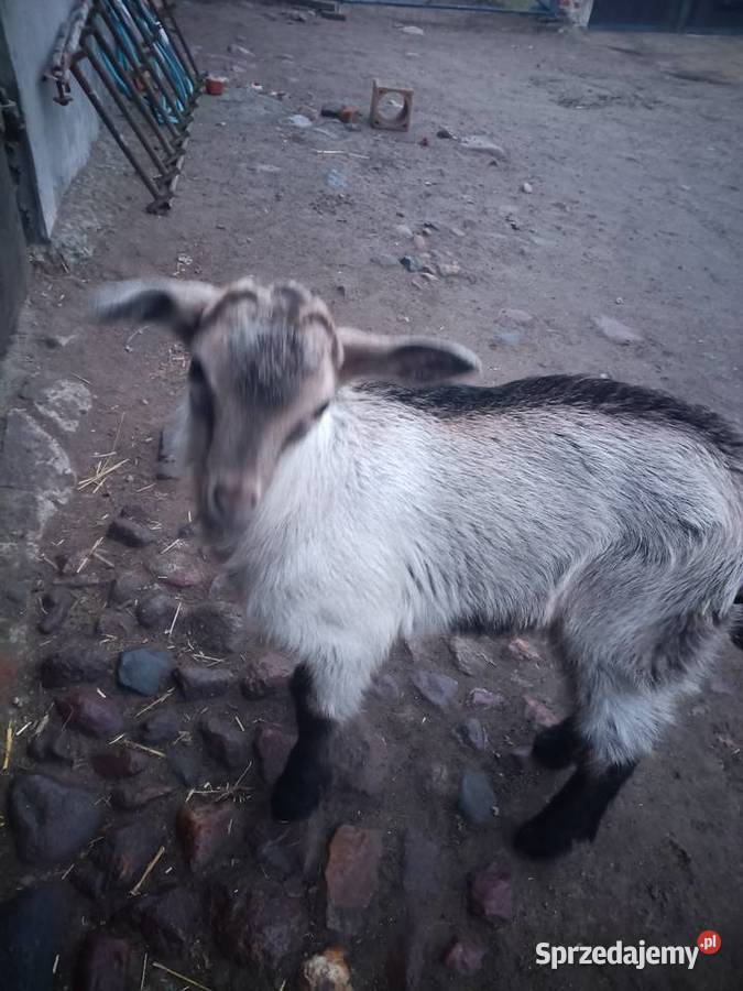 Koziołek młody Środa Wielkopolska