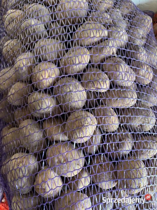 Ziemniaki wielkość sadzeniaka Elżbietów