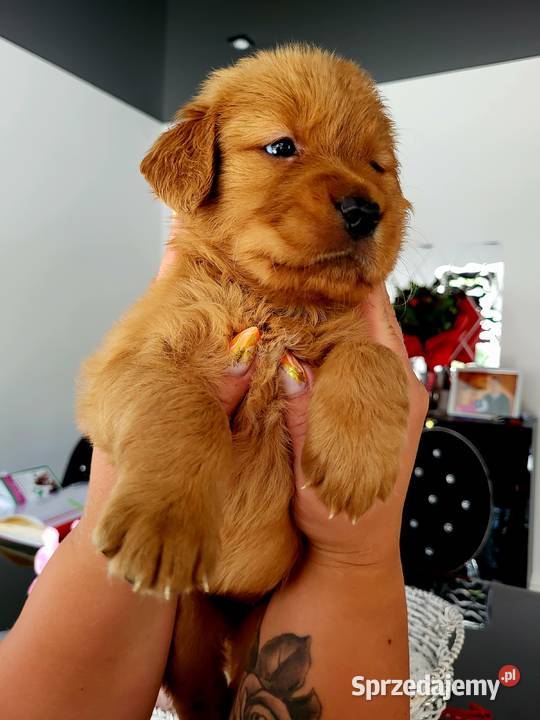 Golden retriever gotowe na nowy domek śląskie Poręba