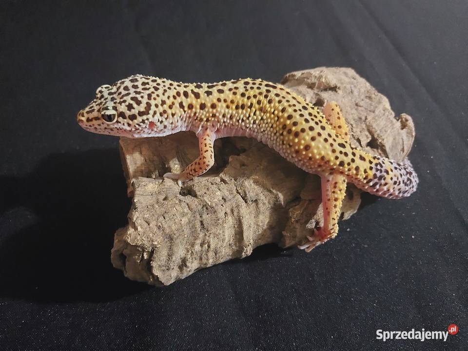 Gekon lamparci gekony lamparcie samice Reda sprzedam