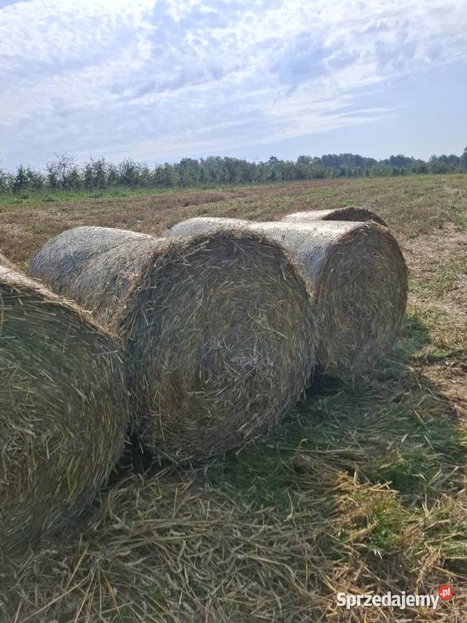 Sprzedam słome pszeniczną Ćwiętalka