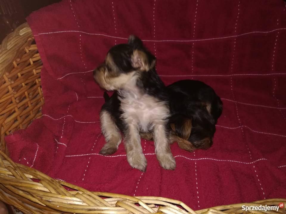 Dwie piękne suczki Kutno