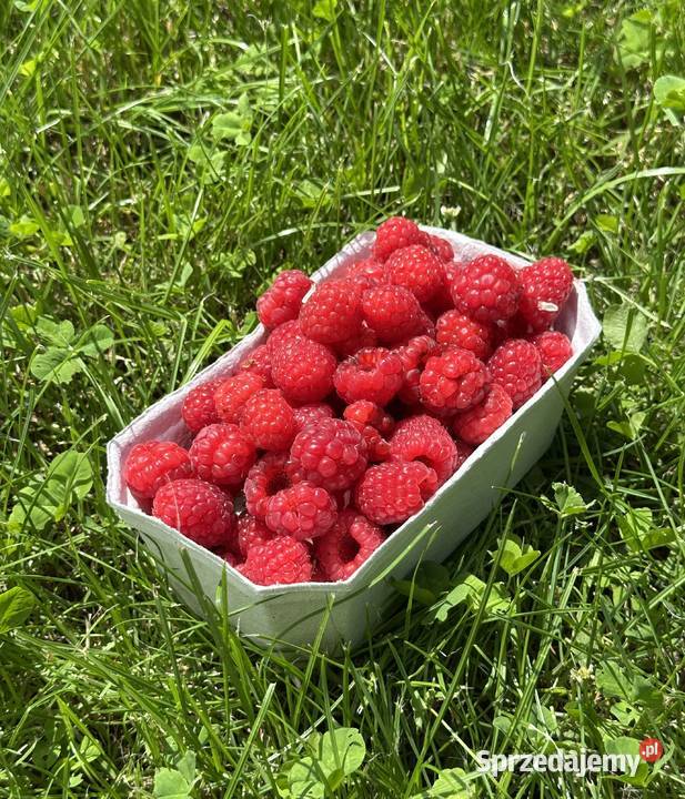 Pojemniki opakowania pudełka na borówki maliny