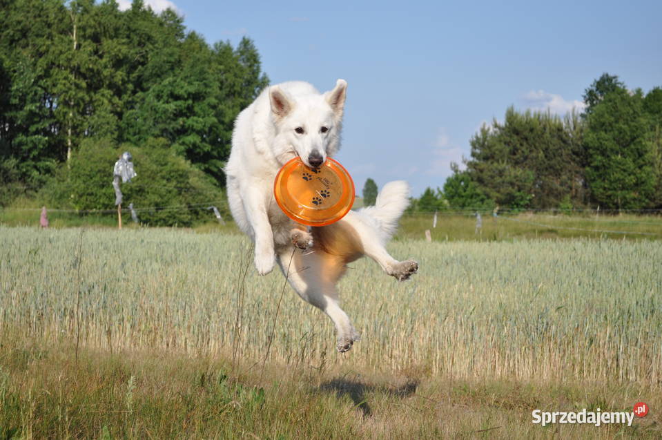 Szczeniak Owczarek Szwajcarski ZKwP idealna Warszawa sprzedam