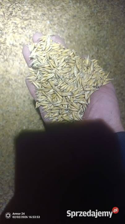 Owies żyto jeczmień jare Dębów