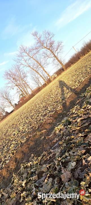 Działka budowlana 10arBrzezie gmBabiakwydane WZ Brzezie