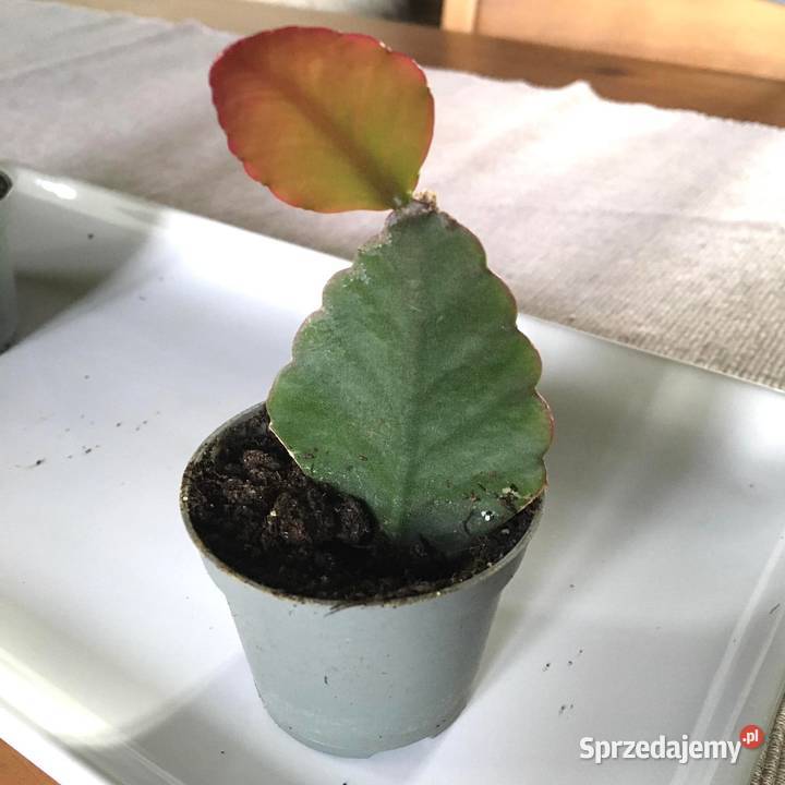 Rhipsalis pachyptera Robusta mazowieckie Warszawa