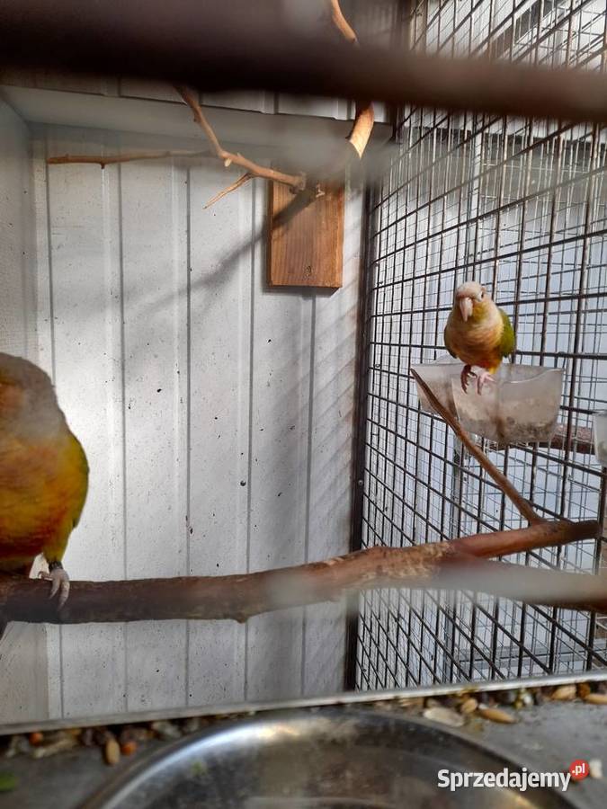 Rudosterki Pineaple Hyżne