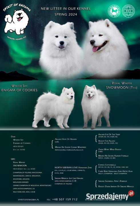 Szczeniaki Samoyed ZKwPFCI championach Łódź