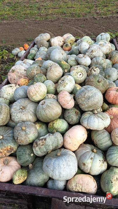 Nasiona Dynia Nelson Eko podkarpackie Kołaczyce