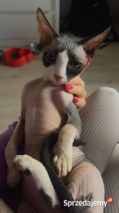 Piękna kotka sfinks do odbioru Łódź