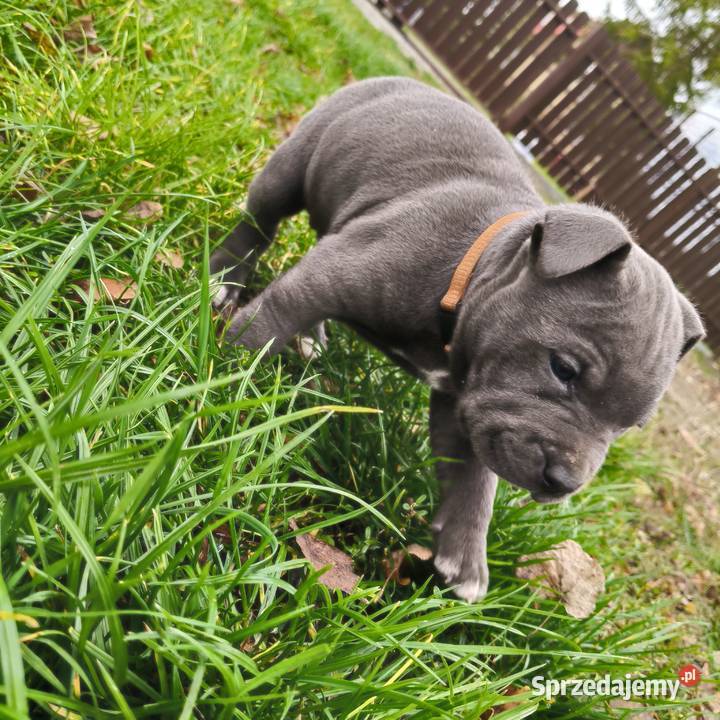 American Pitbull Terrier Pit Bull podkarpackie Żupawa