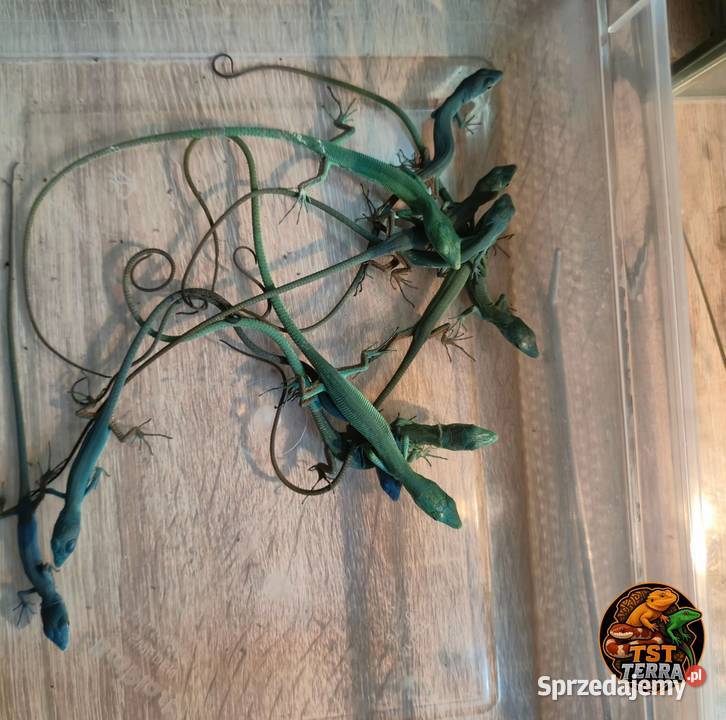 Gastropholis prasina jaszczurki Starachowice