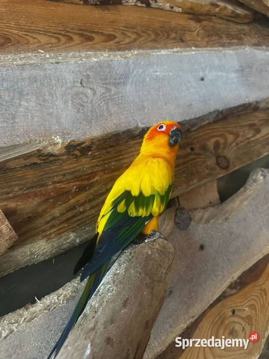 Konury sloneczne sprzedam