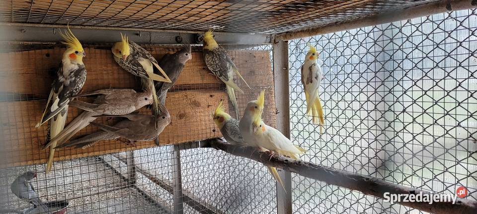 papugi nimfy Łaziska