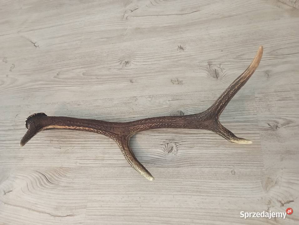 poroże jelenia Częstochowa