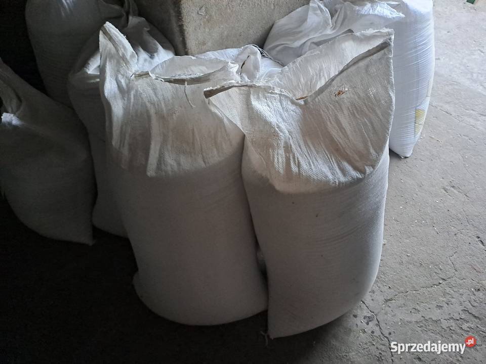 Pszenica Ozima Julius 2025 50 worki zworkowana