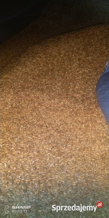 Pszenzyto probus Rolnictwo Szczucin sprzedam