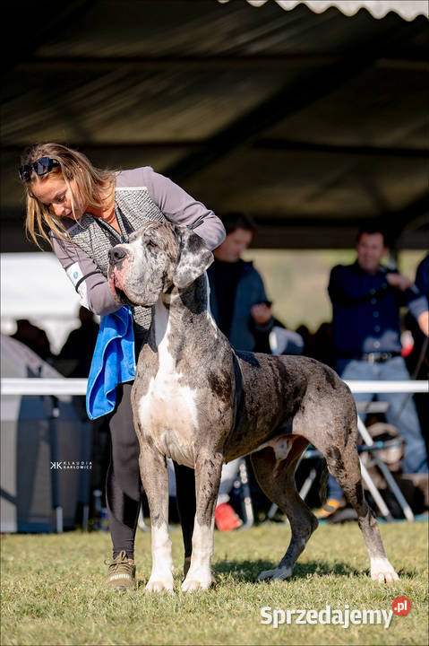 Dog niemiecki samiec plaszczowy 10 tyg Mszczonów