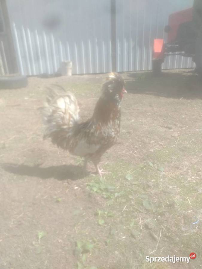 Koguty czubatki lubelskie Sosnowica