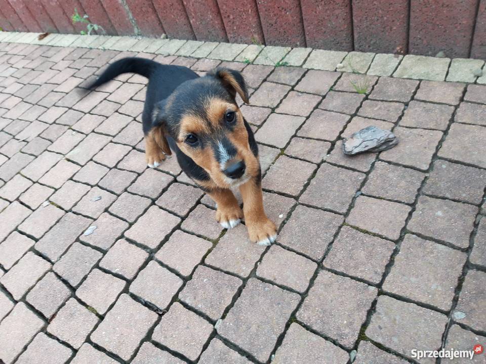 Oddam małego pieska teriera Psy