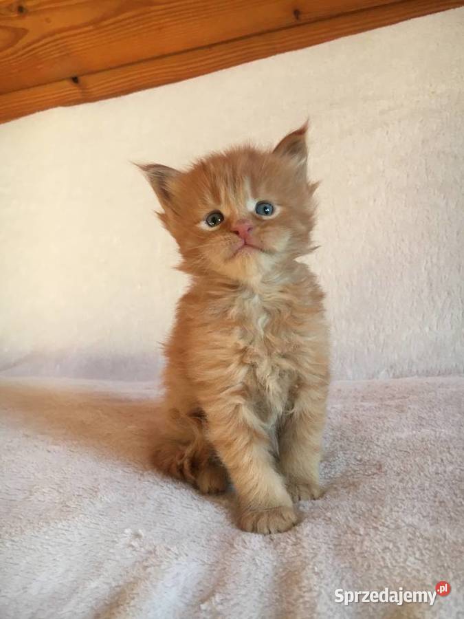 Kocięta Maine Coon wielkie koty Kraków