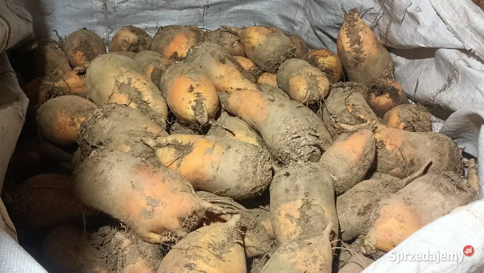 Ładny Burak pastewny biały i żółty Charsznica