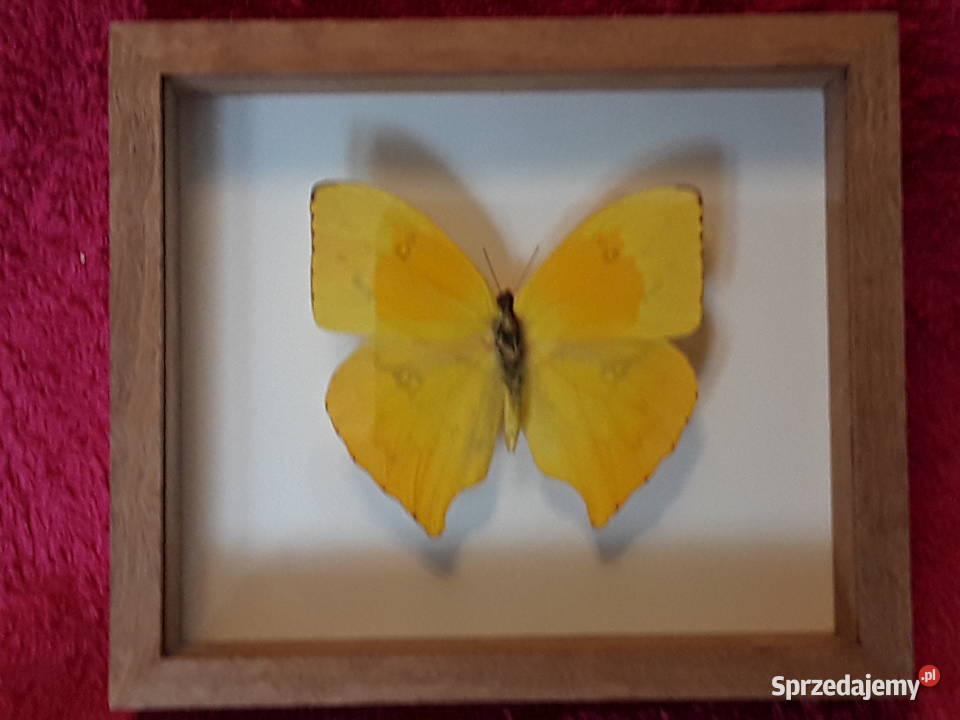 Motyl w ramce gablotce 14x12 Phoebis rurina Pozostałe Szczecin