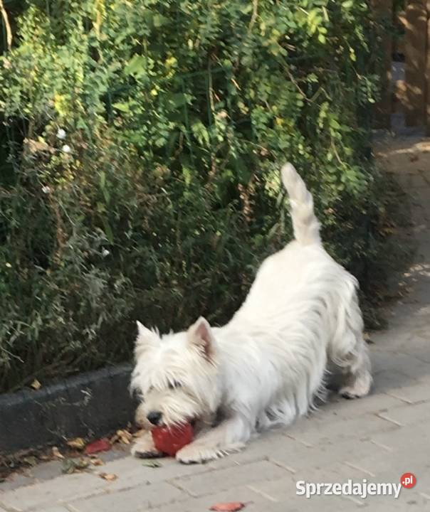 West Highland White Terrier szczenięta ZKwP a i Psy Łódź