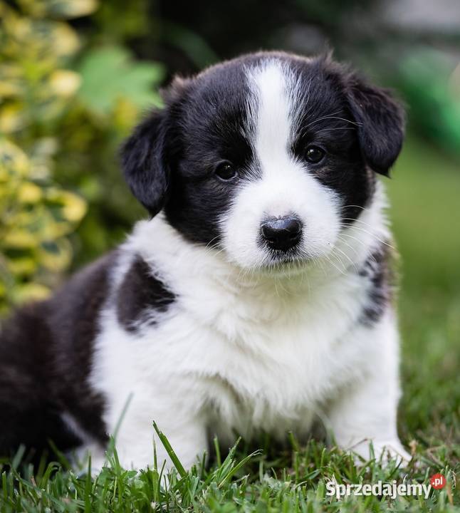 Szczeniaki welsh corgi cardigan