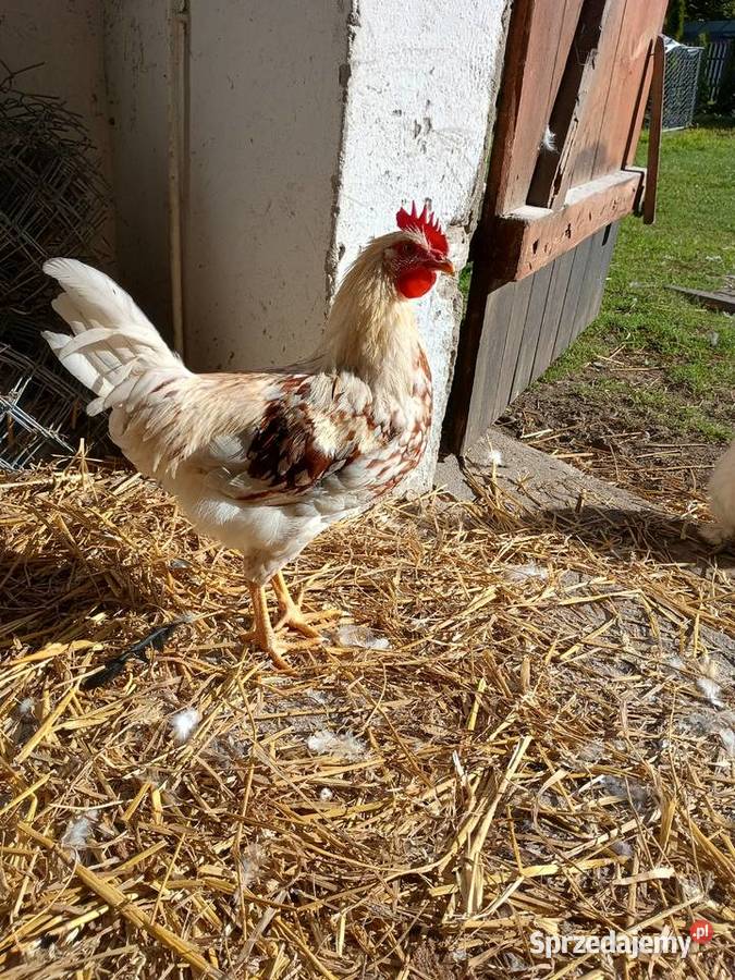 Sprzedam młode koguty