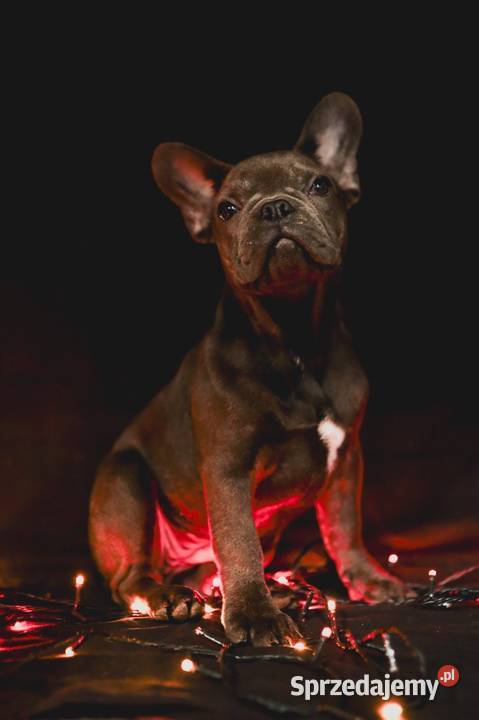 Francuskie buldogi blue i merle