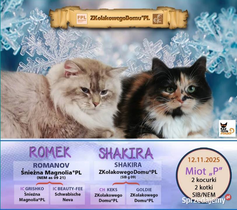 Koty Syberyjskie PICOLLO ZKolakowegoDomu wielkopolskie Kwilcz