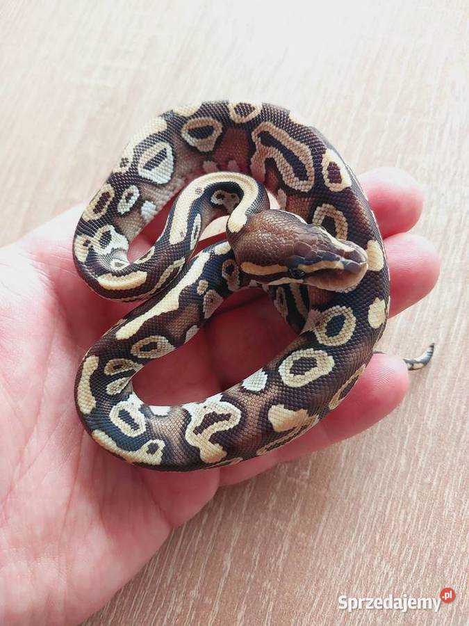 Pyton królewski węże Gdańsk