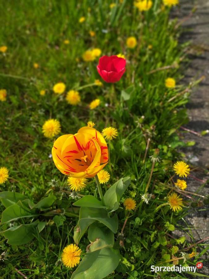 ROD ogródek działkowy nasadzenia obiekty Koszalin