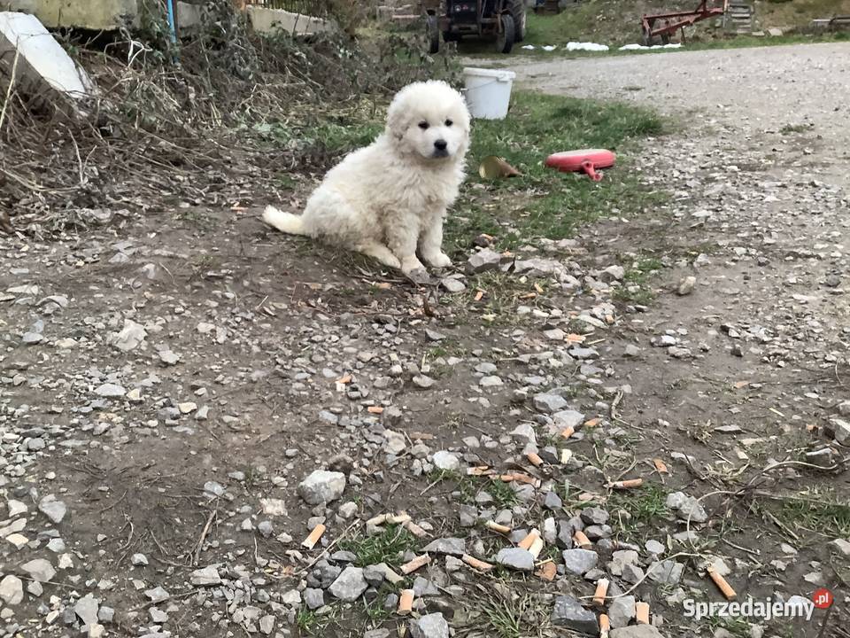 Owczarki podhalańskie szczeniaki Owczarek Brzezie