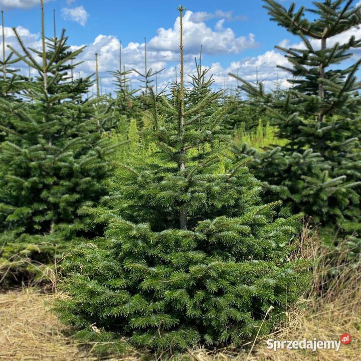 Jodła kaukaska choinki cięte 80300 stała Osieczna