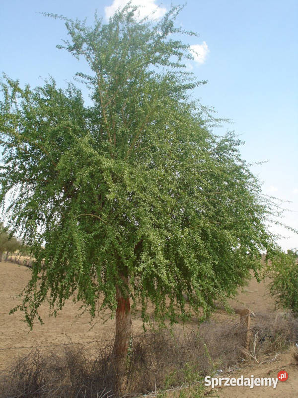 BALANITES ROXBURGHII Balanites roxburghii Lubanie