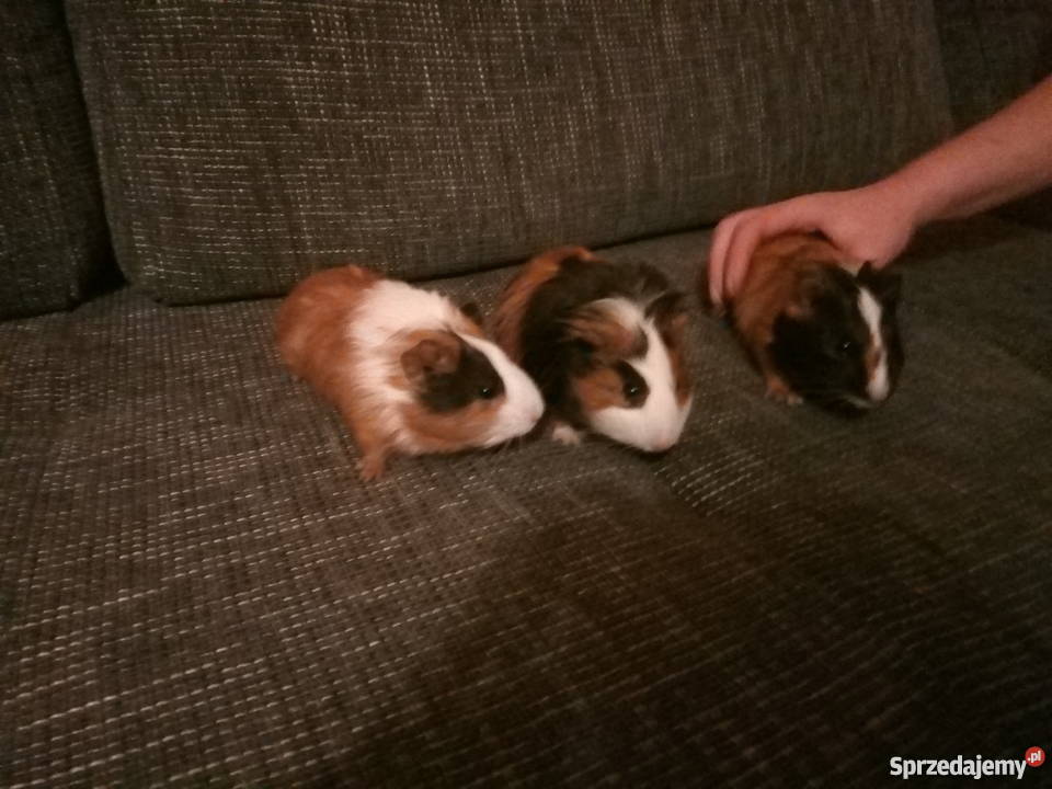 świnki morskie zachodniopomorskie