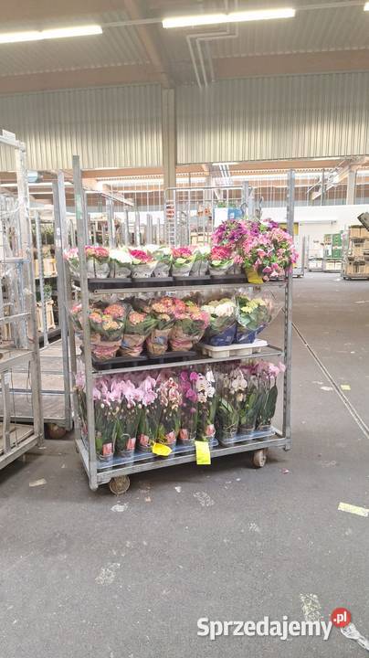 Wózki duńskie CC Wózek kwiatowy Używane mazowieckie Warszawa