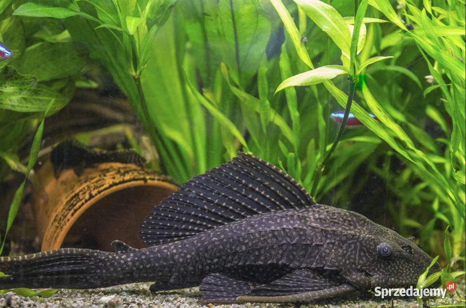 Glonojad plekostomus Hypostomus plecostomus