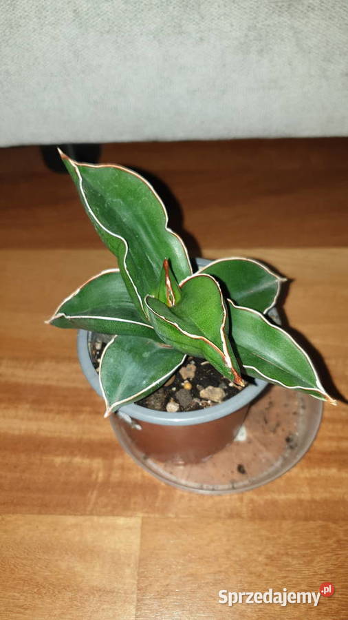 Sansewieria samuraj najprawdopodobniej Kaktusy i sukulenty sprzedam