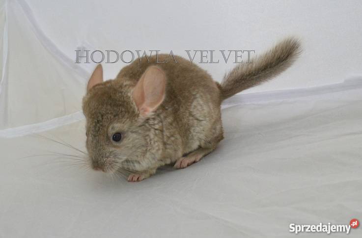 Szynszyl Szynszyla samica beżowa beż Perzyce