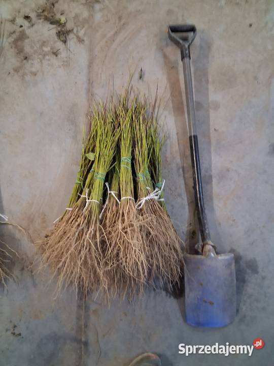 Sadzonki katalpy morwy białą czarna Chrząchów