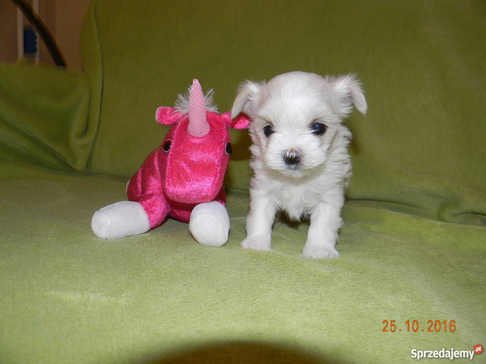 Maltańczyk Szczeniaki Rodowód ZHPR podkarpackie Rzeszów sprzedam